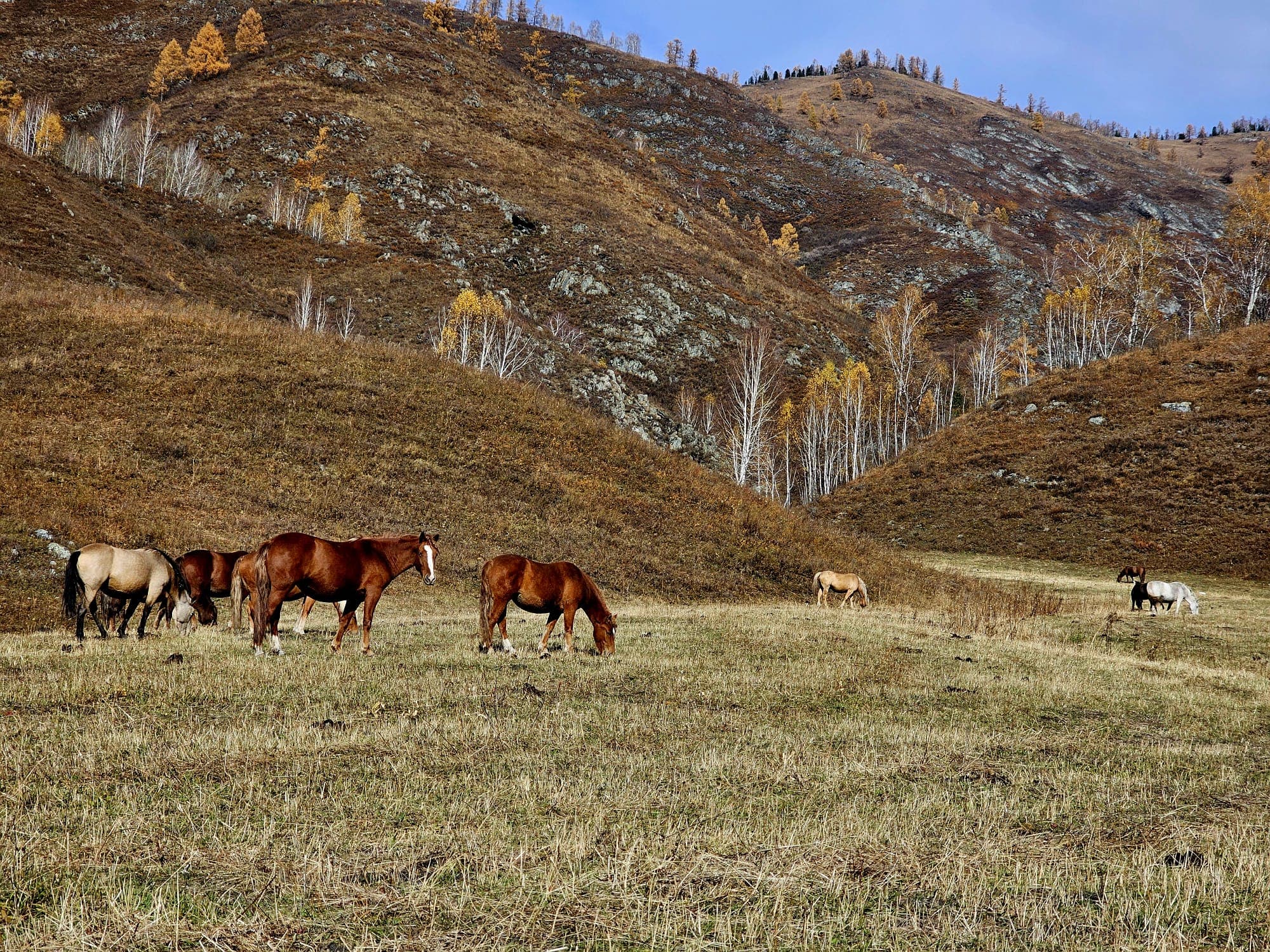 Лошади на водопое